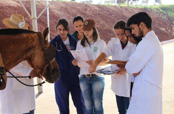 Alunos da Veterinária desenvolvem projeto Amigo Carroceiro