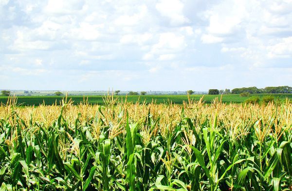 Professora do UNIPAM publica artigo em revista de Produção Vegetal