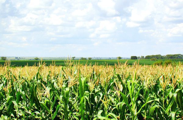 Professora do UNIPAM publica artigo em revista de Produção Vegetal