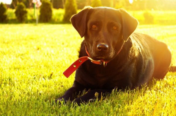 Alunos de Medicina Veterinária promovem o evento “Dia de Cão”