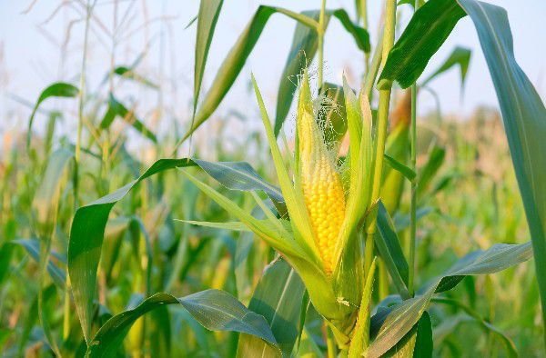 Semana Agronômica de Tecnologias terá curso sobre o cultivo de milho no Alto Paranaíba