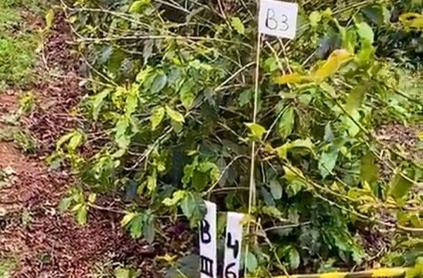 Alunos de Agronomia realizam experimento para cultivo do café