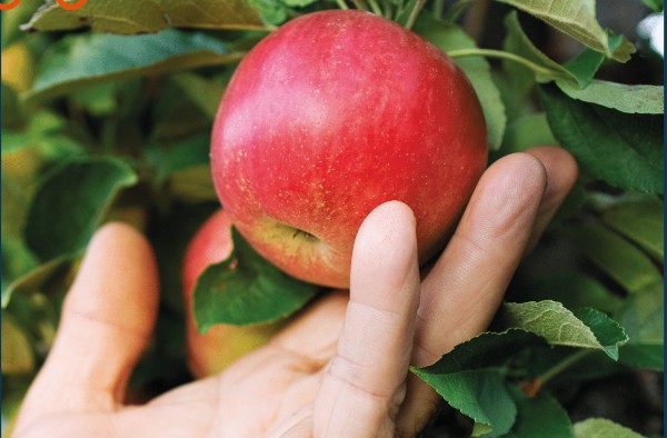 UNIPAM promoverá curso de “Fruticultura em Pequenas Propriedades”