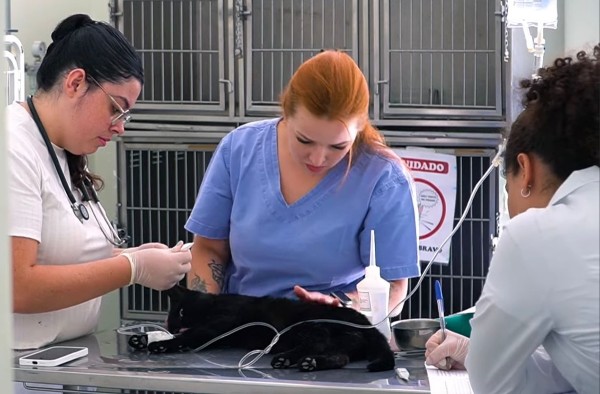 Alunos de Medicina Veterinária desenvolvem projeto “Capa Gato” e pedem ajuda para encontrar tutores para animais capturados